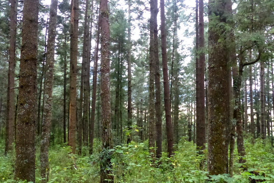 Theme forêt © Lardaux